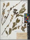 Foto von Salix myrsinifolia Salisb. x Salix phylicifolia L.